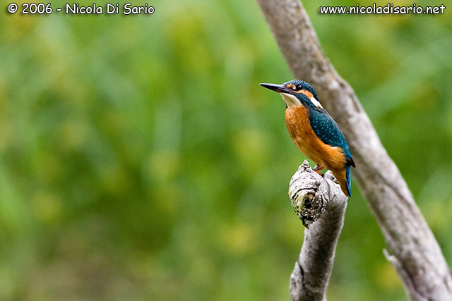  Image name: Martin pescatore8.jpg 
 width: 640 pixel 
 height: 427 pixel 
 Size: 95628 bytes 
 Click to enlarge 